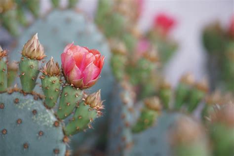 仙人掌會開花嗎